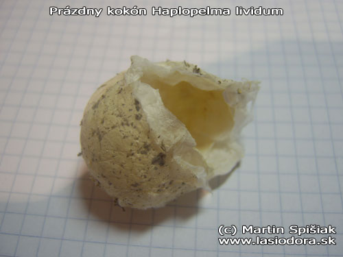 prazkokonlividum.jpg